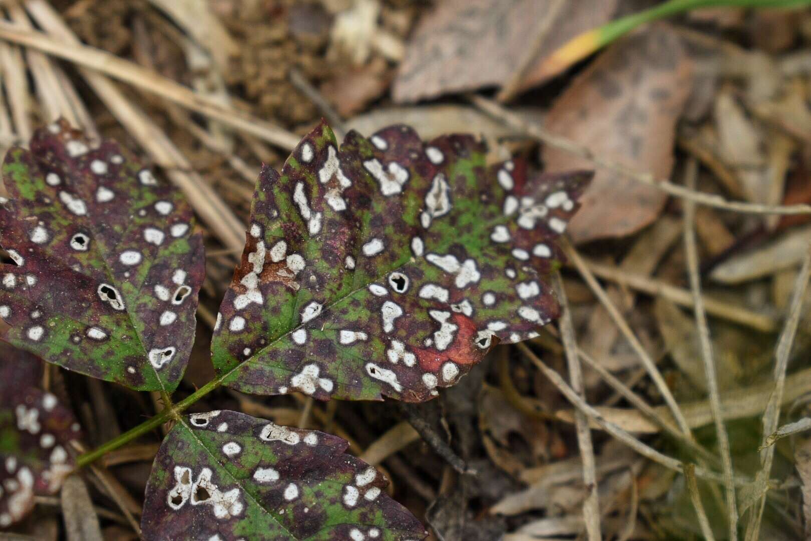 Sphaerulina westendorpii (Westend.) Verkley, Quaedvl. & Crous 2013的圖片