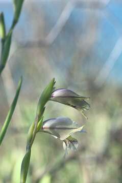 Image of Gladiolus griseus Goldblatt & J. C. Manning