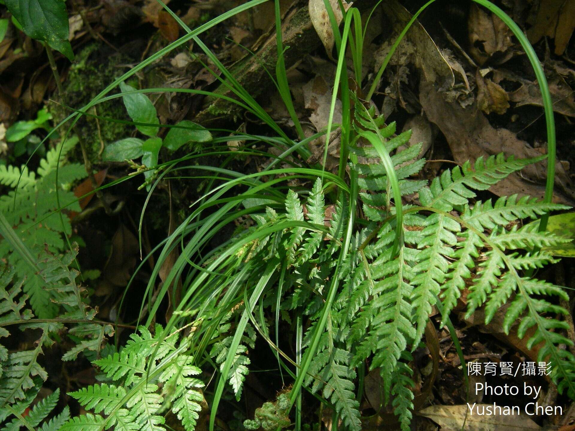 Image of Carex tristachya var. pocilliformis (Boott) Kük.