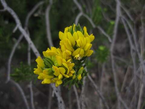 Plancia ëd Xiphotheca rosmarinifolia