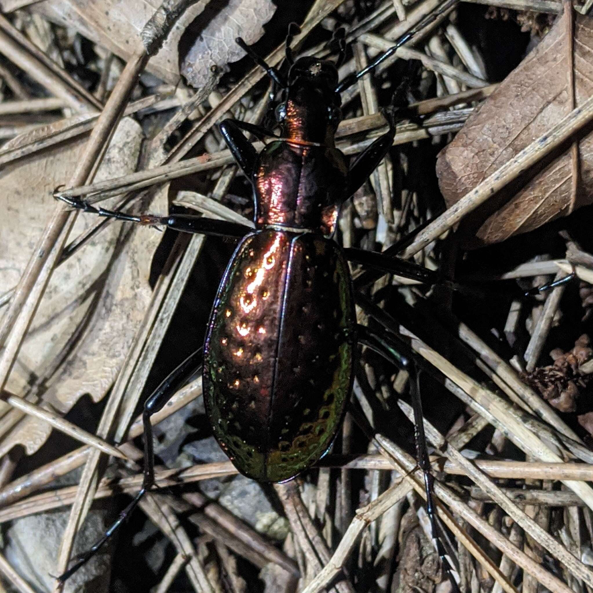 Image of Carabus (Chrysocarabus) rutilans Dejean 1826