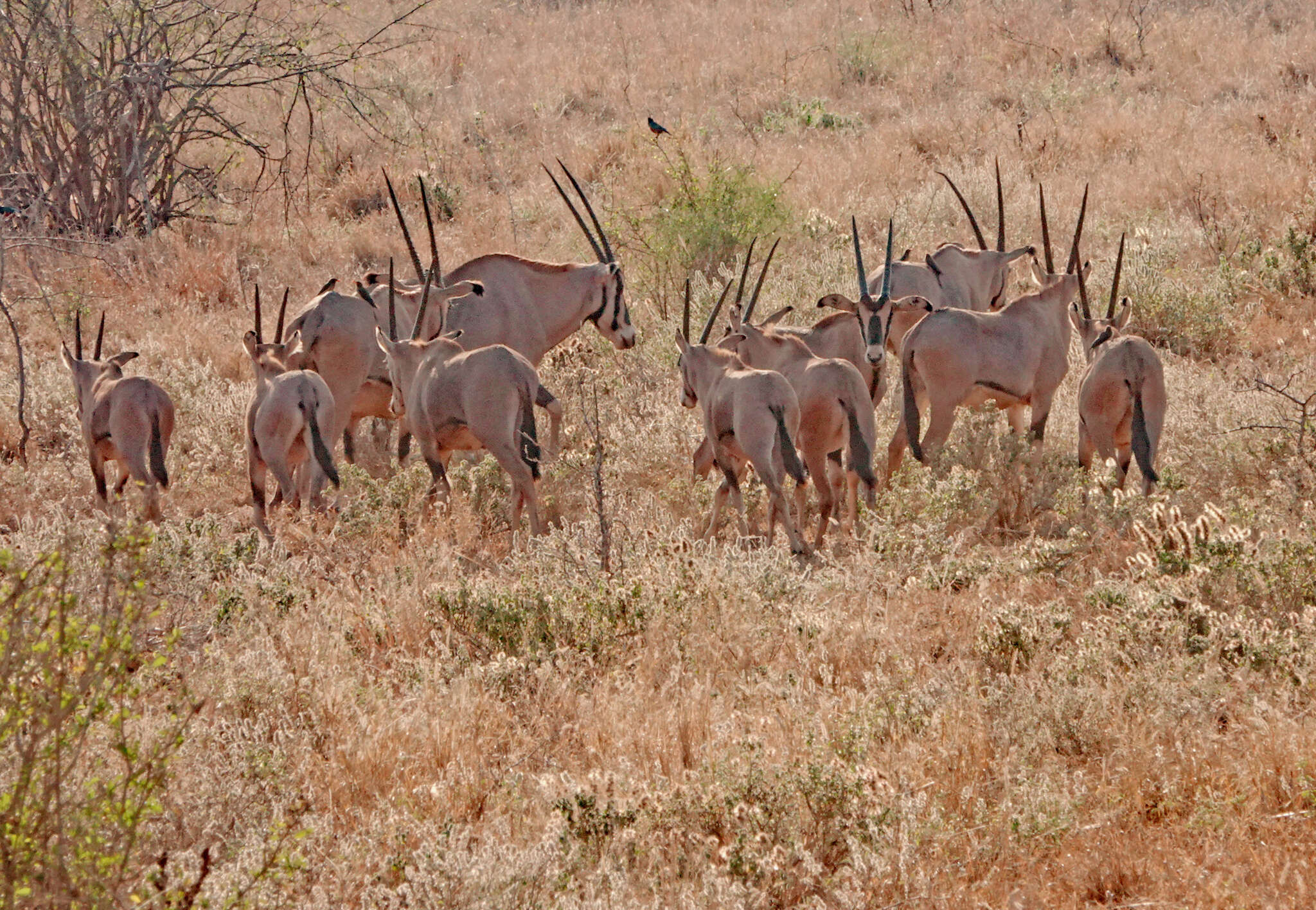 Image of Fringe-eared oryx