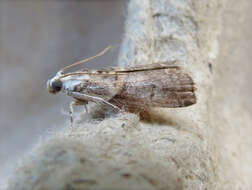 Image of pecan leaf casebearer