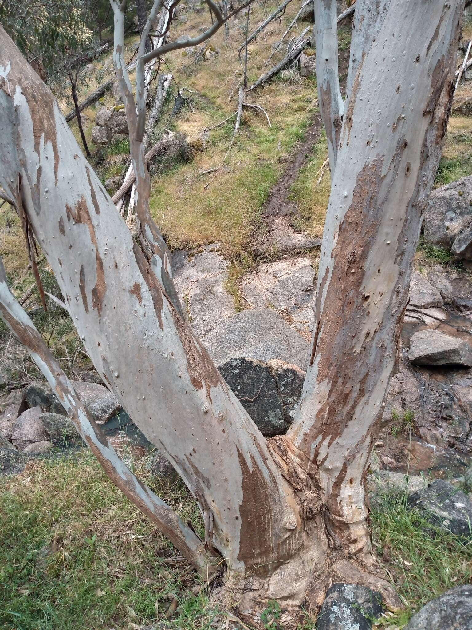 Image of Blakely's Red Gum