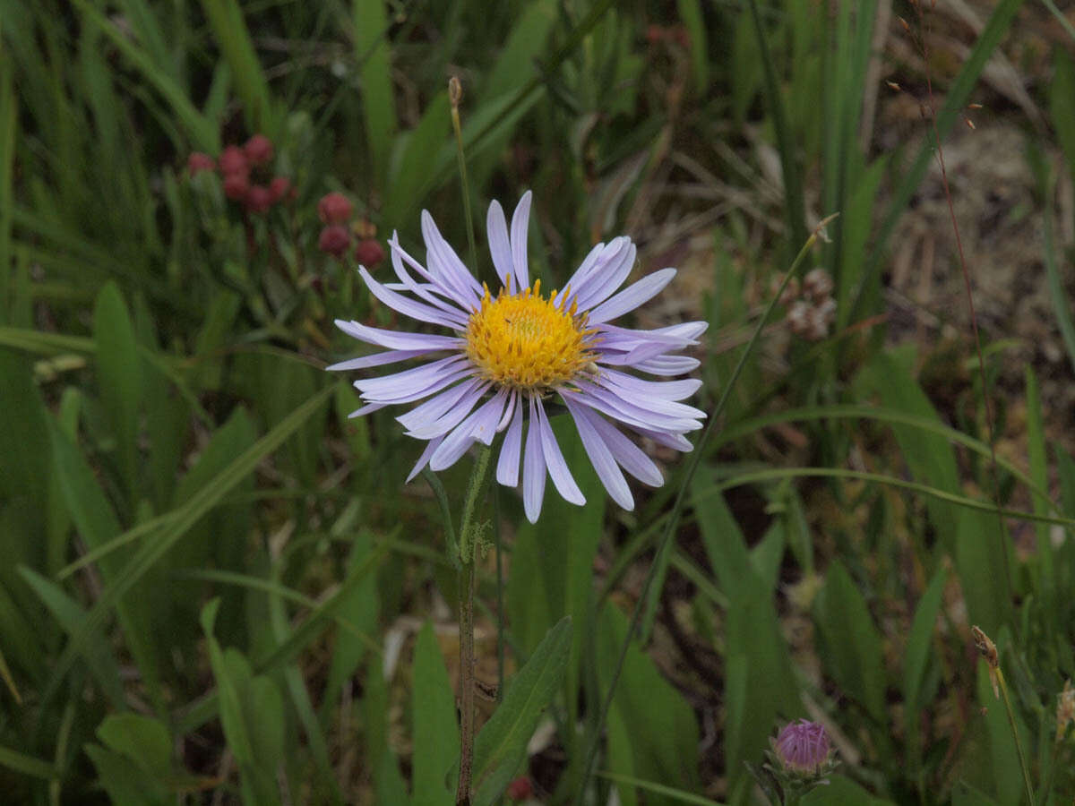 Imagem de Symphyotrichum foliaceum var. parryi (D. C. Eaton) G. L. Nesom