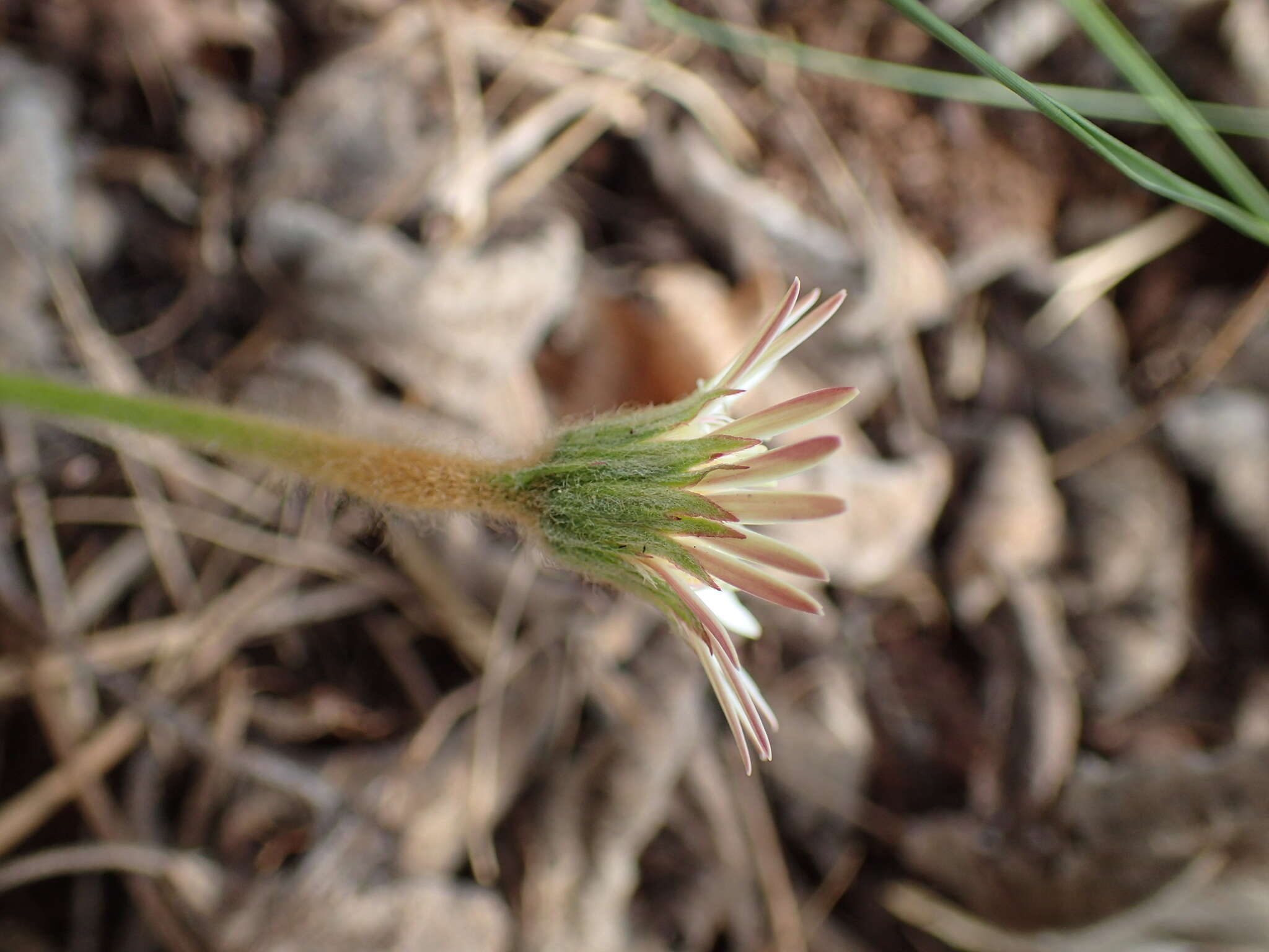 Gerbera natalensis Sch. Bip.的圖片