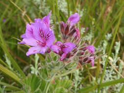 Слика од Pelargonium cucullatum subsp. cucullatum