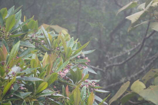 Image of Reunion Olive White-eye