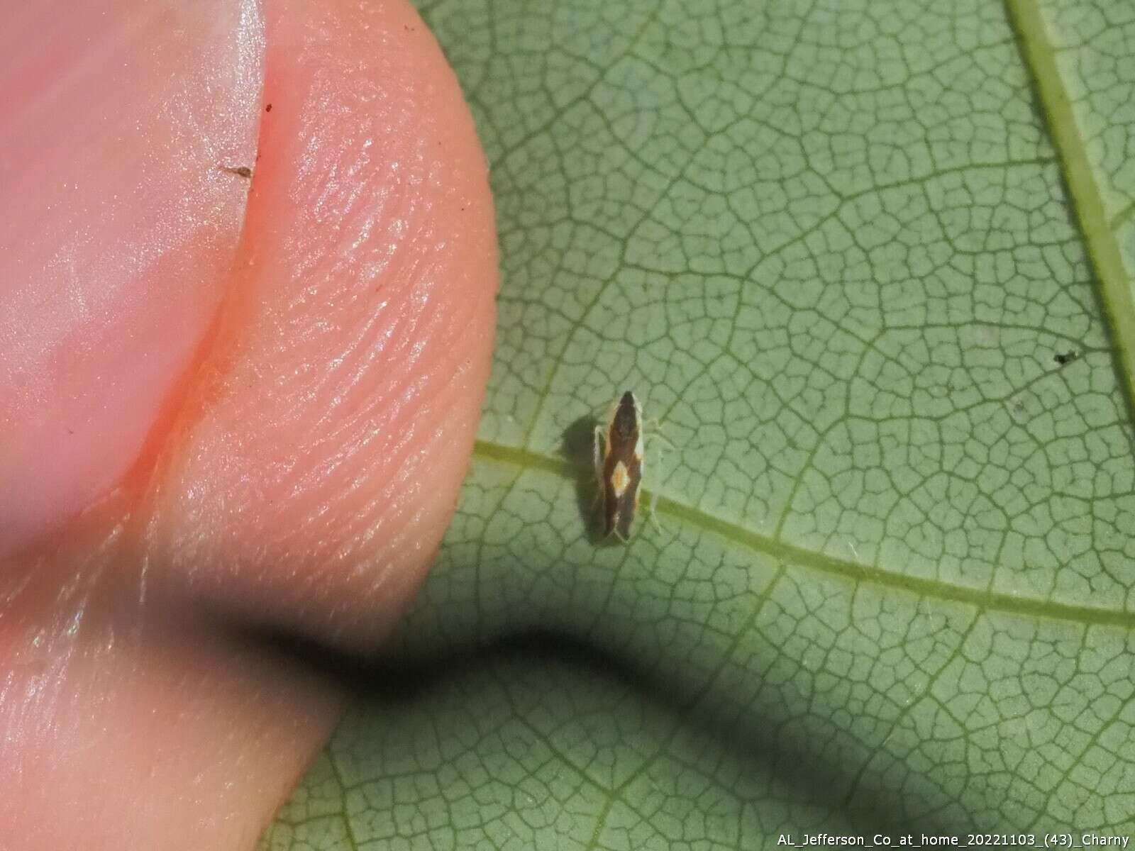 Image of Erythroneura aclys McAtee 1920