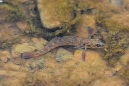 Image of Stone darter