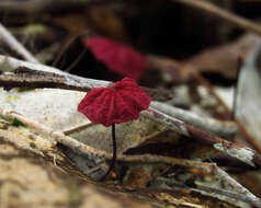 Image de Marasmius haematocephalus (Mont.) Fr. 1838