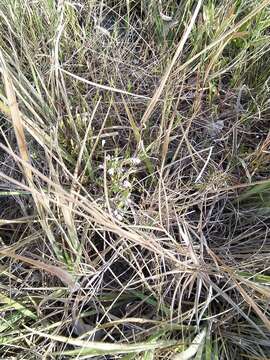 Image de Justicia sarothroides Lindau