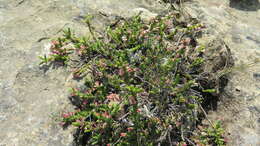 Imagem de Erica caffrorum var. caffrorum