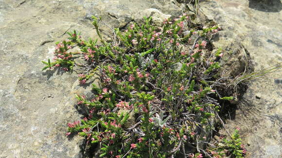 Image of Erica caffrorum var. caffrorum