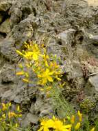 Image of Heath-leaved St. John's wort