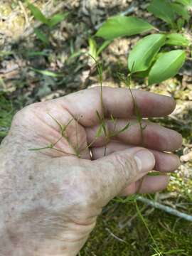 Image of Houstonia longifolia var. tenuifolia (Nutt.) Alph. Wood