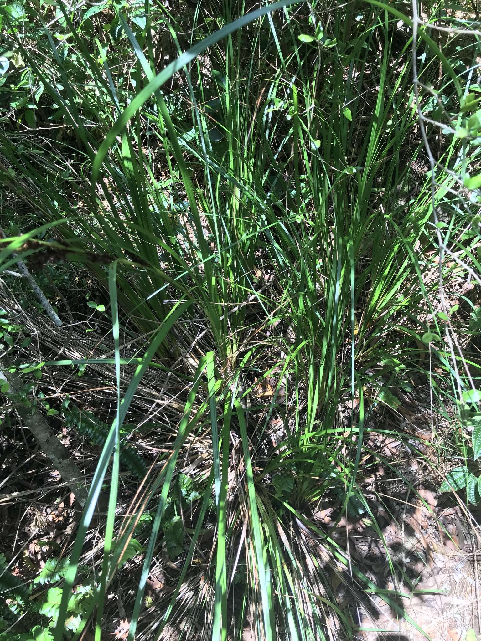 Image of forest sawsedge