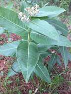 Image of Asclepias scheryi R. E. Woodson