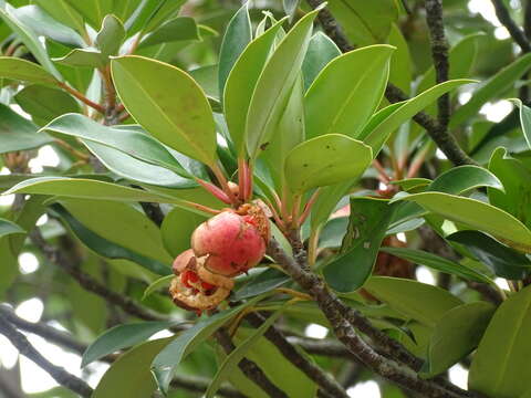 Image of Ternstroemia luteoflora L. K. Ling