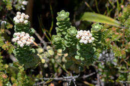 Ozothamnus rodwayi A. E. Orchard resmi