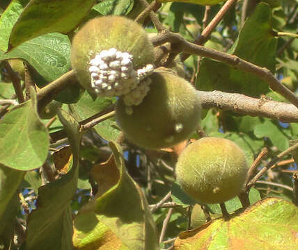 Imagem de Thespesia garckeana F. Hoffm.