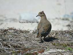 Imagem de Zenaida aurita (Temminck 1809)