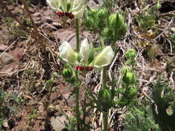 Image of Loasa prostrata Gill. ex Arn.