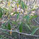 Image of Euphorbia antso Denis