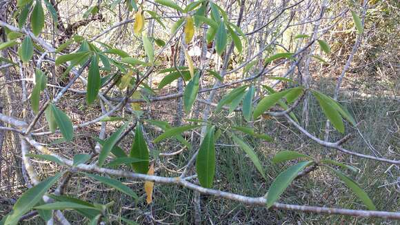 صورة Euphorbia antso Denis