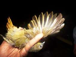 Image of Bearded Bulbul