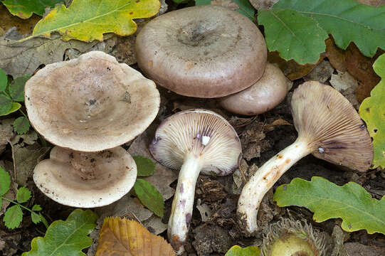 Image of Lactarius luridus (Pers.) Gray 1821