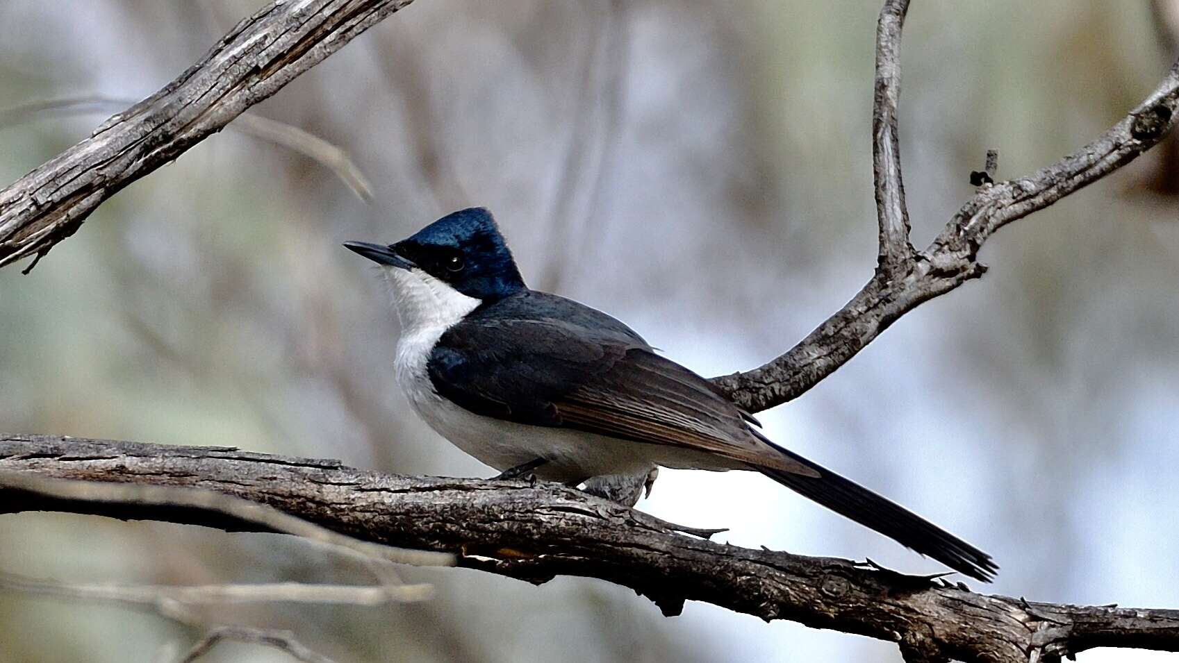 Image of Restless Flycatcher