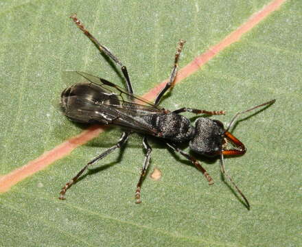 Image of Myrmecia clarki Crawley 1922