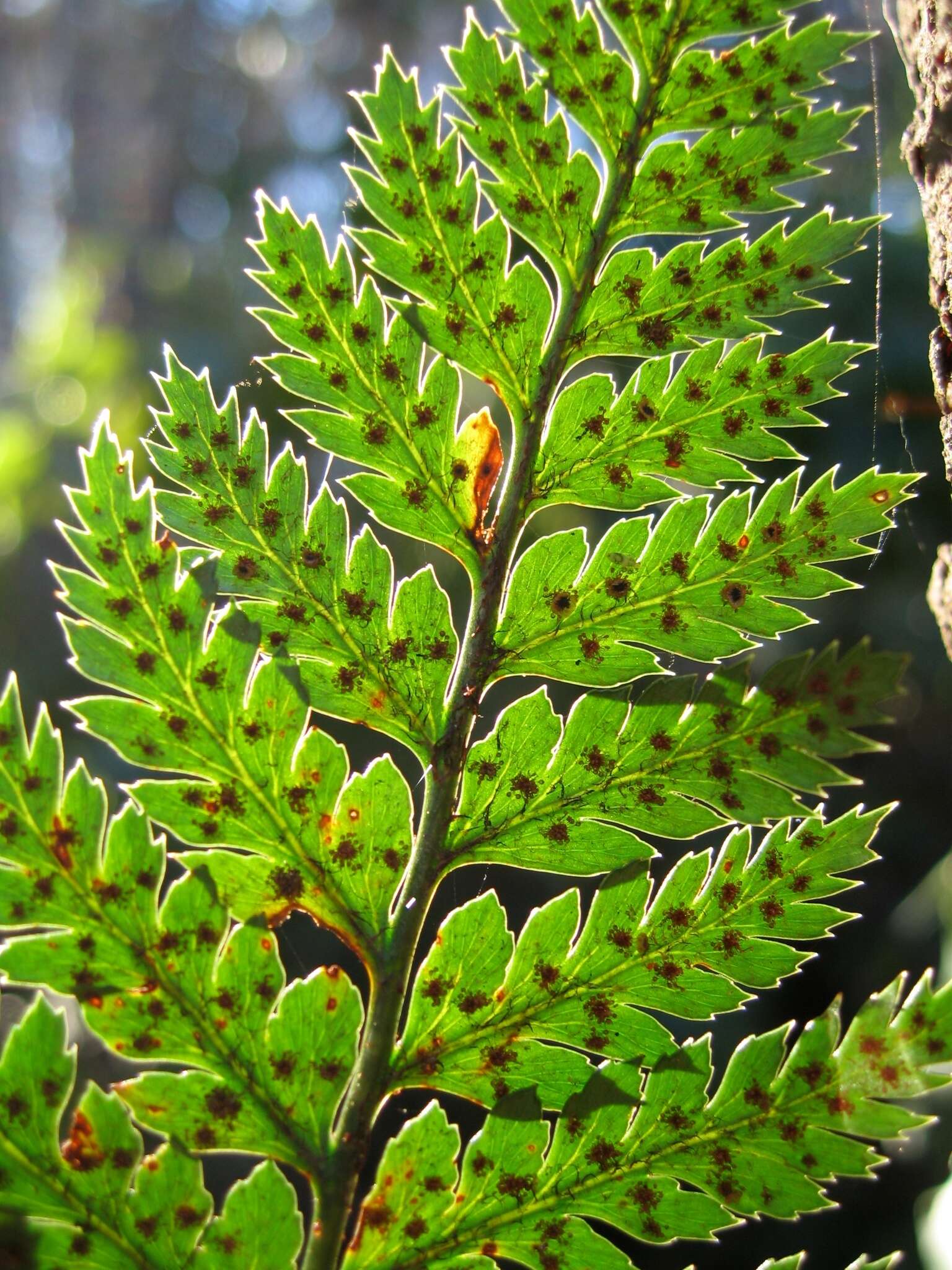 Image of Polystichum neozelandicum subsp. zerophyllum (Colenso) Perrie