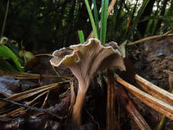 Image of Craterellus undulatus