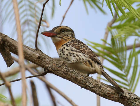 Nystalus maculatus (Gmelin & JF 1788) resmi