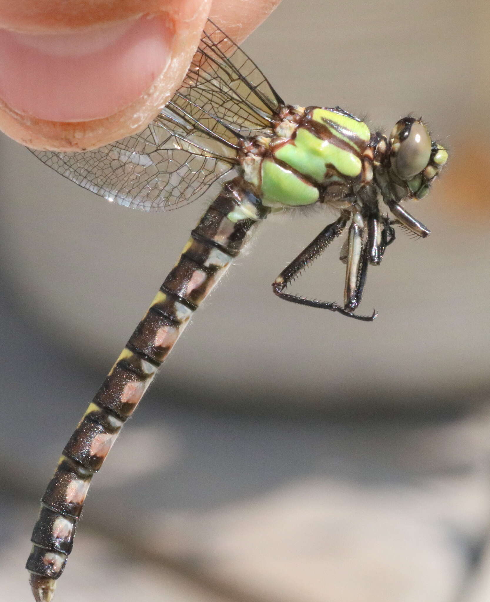 Image of Boreal Snaketail