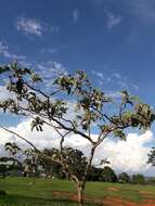 Image of Solanum lycocarpum A. St.-Hil.