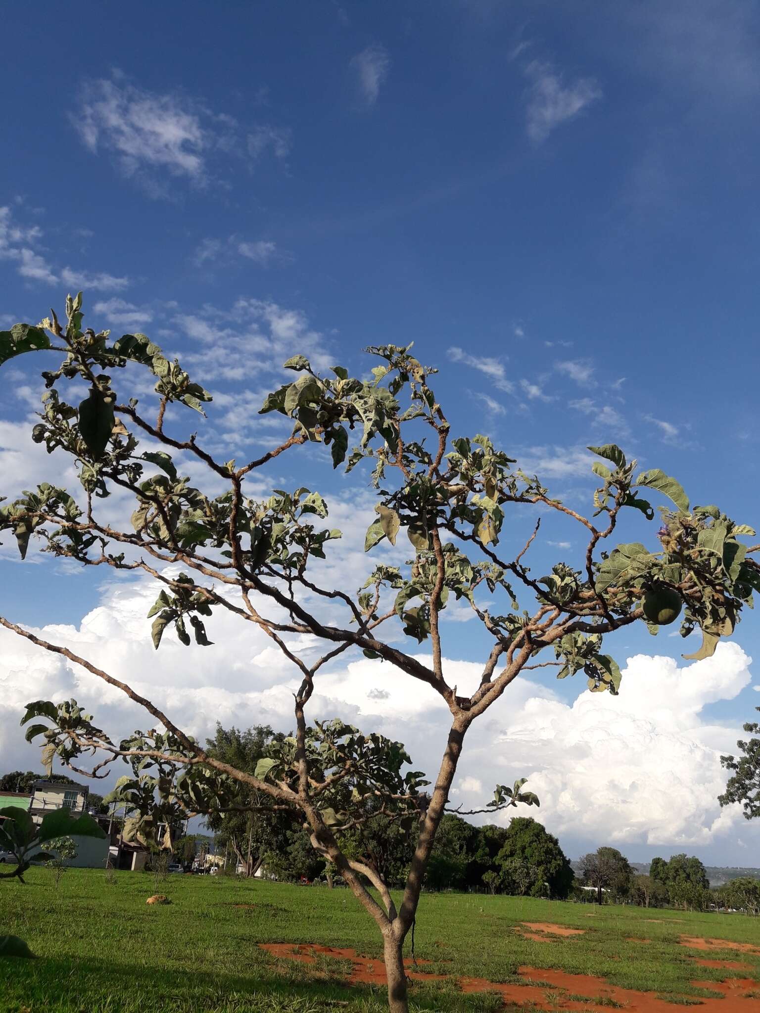 Image of Wolf apple