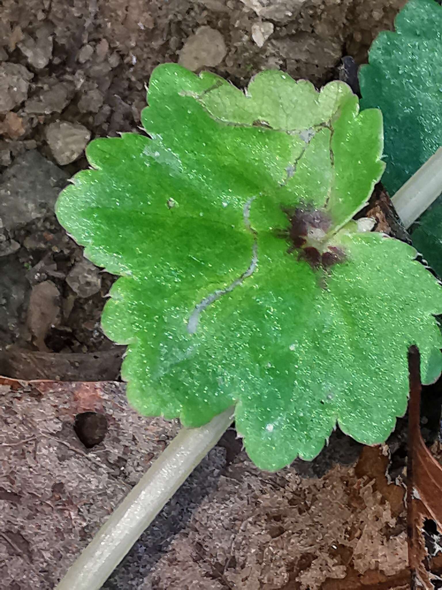 Image of Begonia uniflora S. Watson