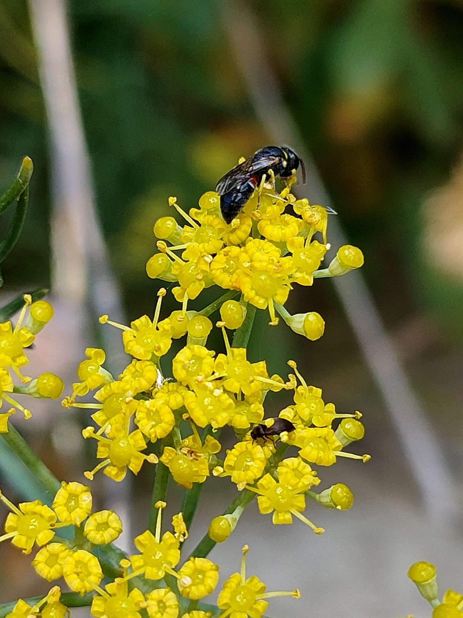 Image of Hylaeus sulphuripes (Gribodo 1894)