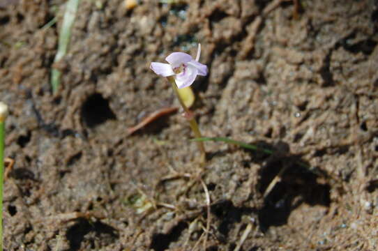 Utricularia tubulata F. Muell.的圖片