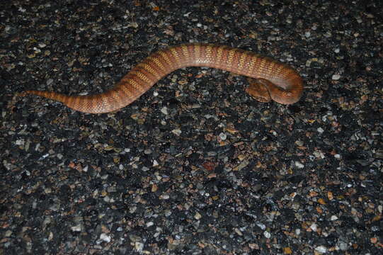 Image of Papuan Death Adder