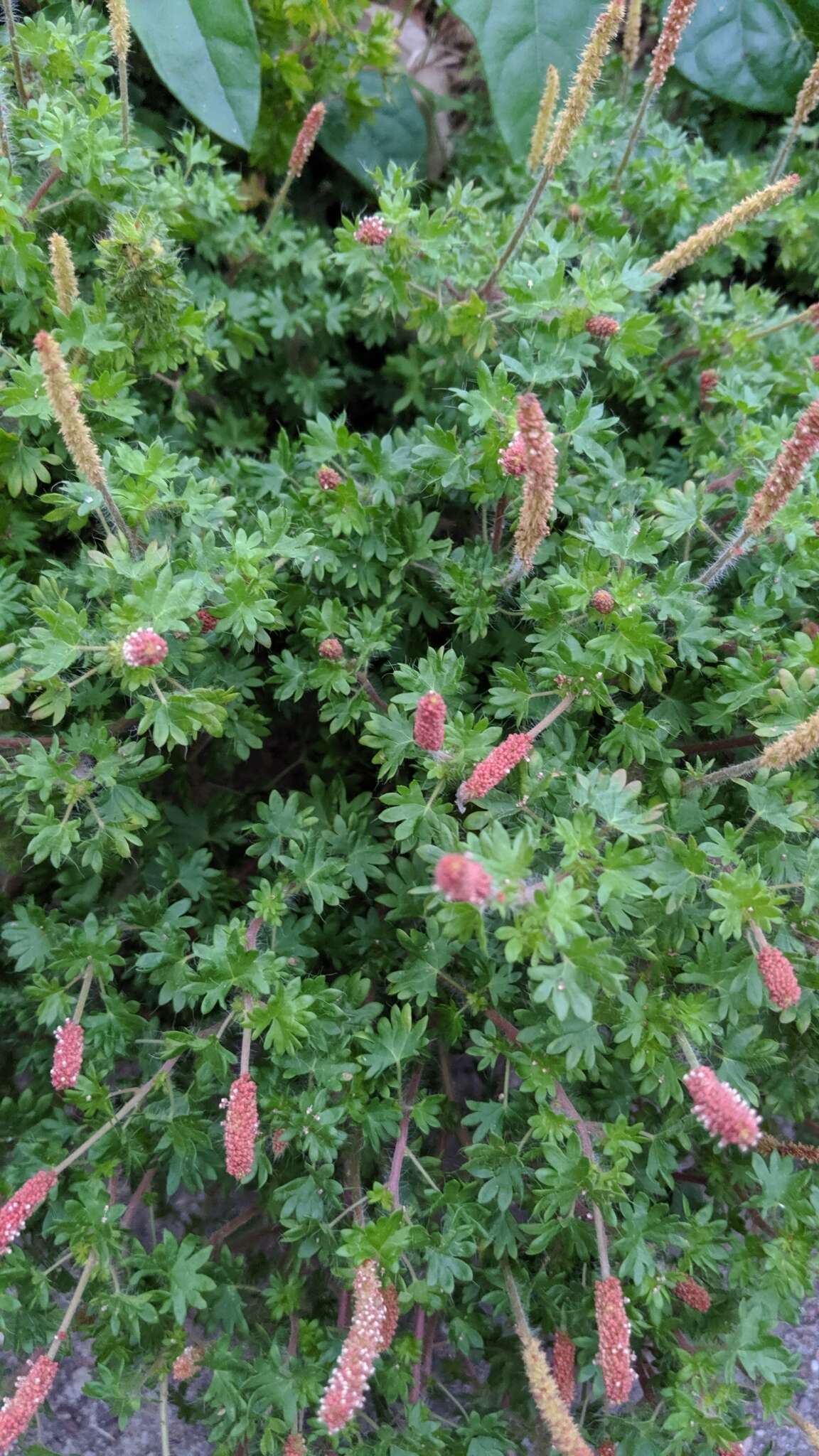 Imagem de Acalypha radians Torr.