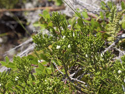 Image of creeping juniper