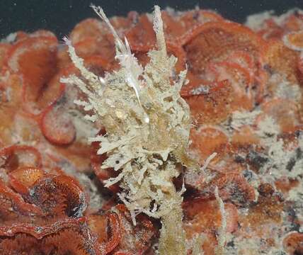 Orienthella cooperi (Cockerell 1901) resmi