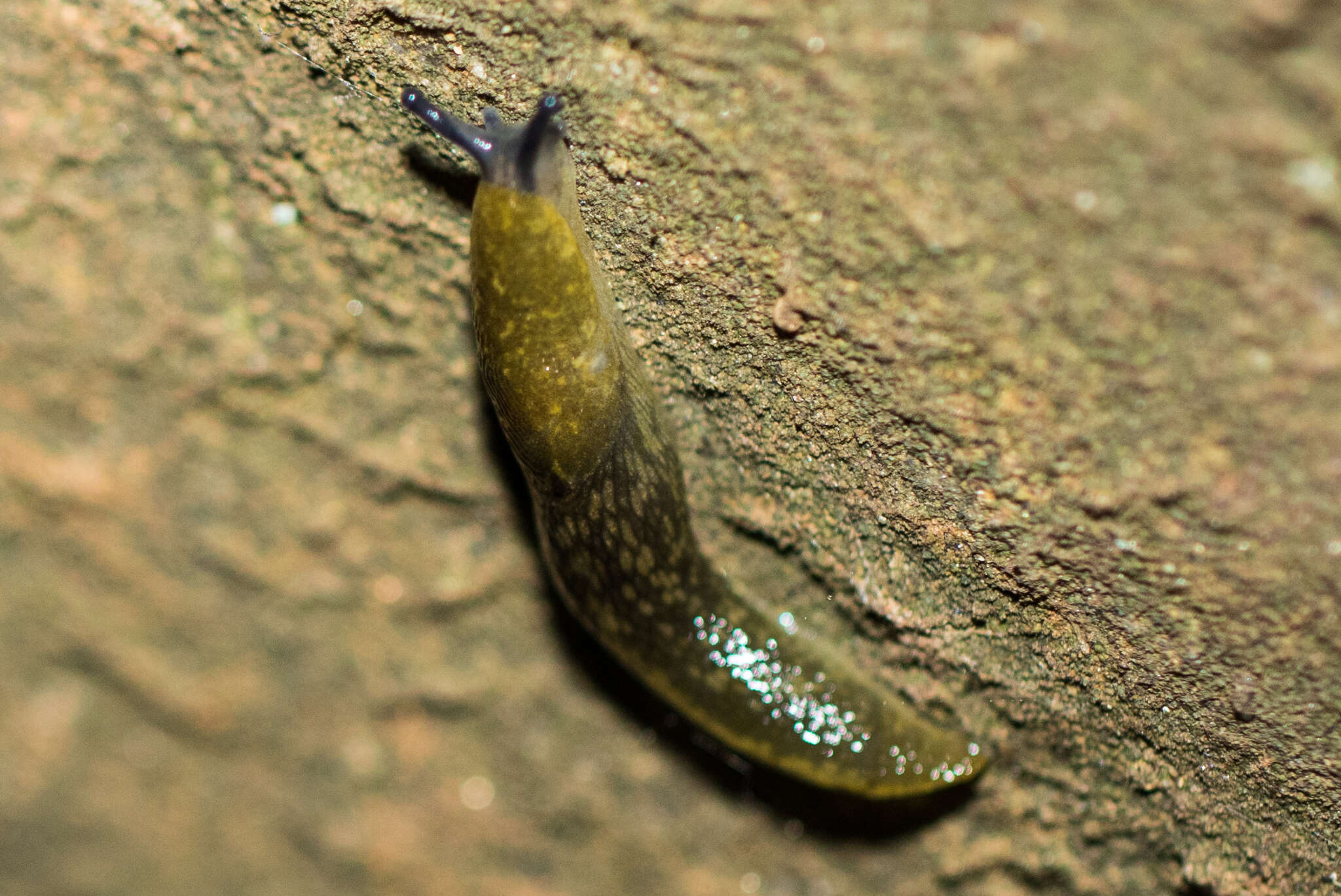 Imagem de Limacus flavus (Linnaeus 1758)