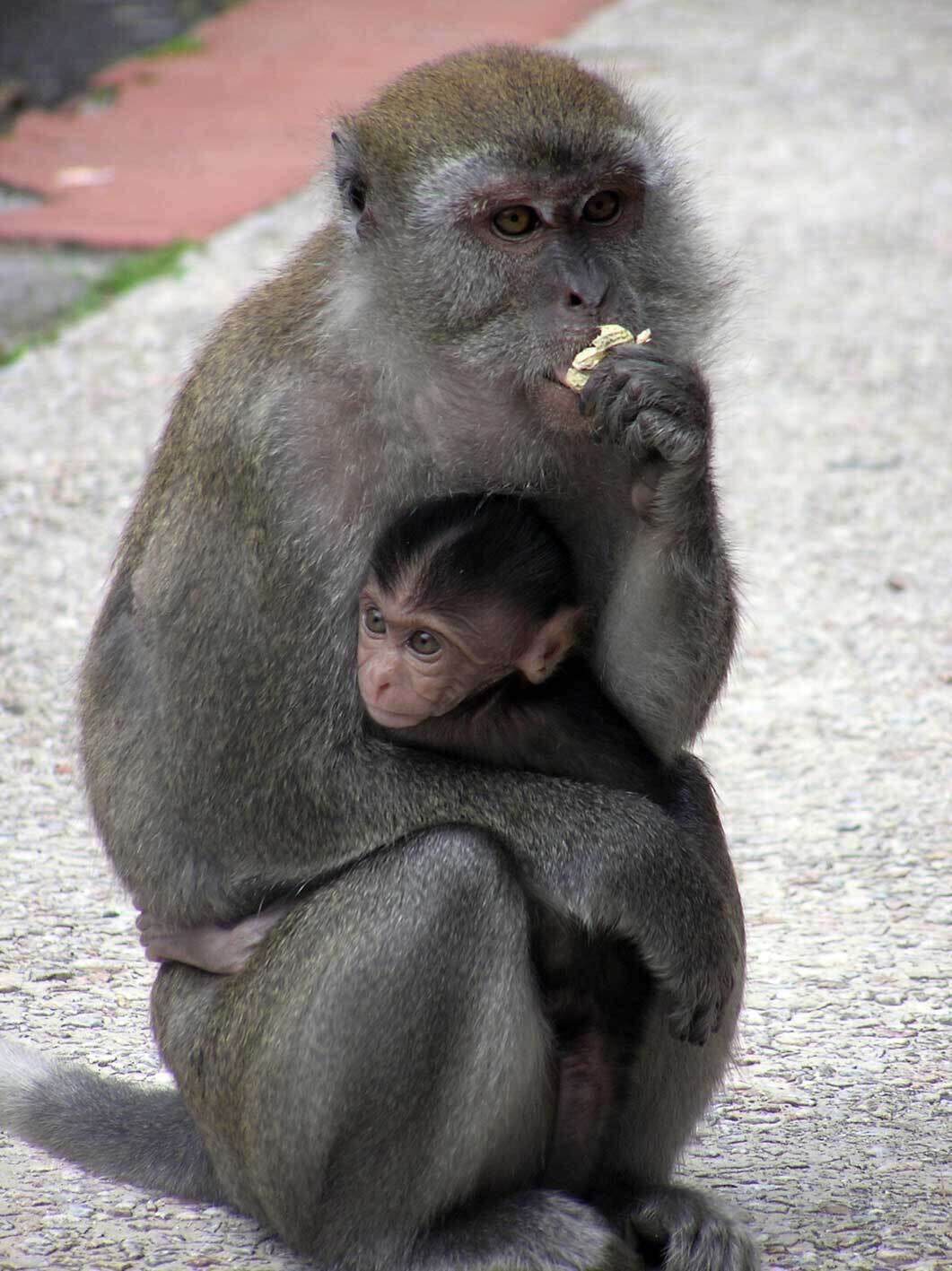 Image of Long-tailed Macaque