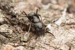 Imagem de <i>Camponotus concavus</i>