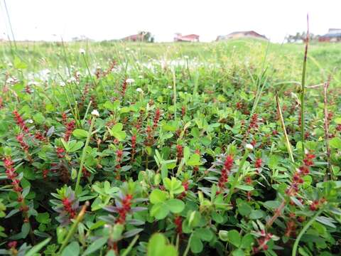 Image de Rotala malampuzhensis R. V. Nair ex C. D. K. Cook